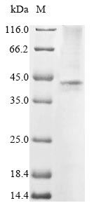 Human BPHL protein