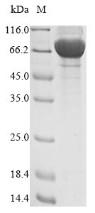 Human FAM20C protein