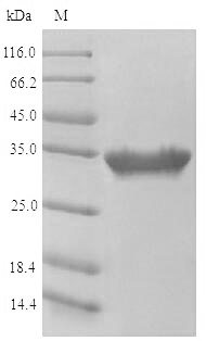 Mouse Cd207 protein
