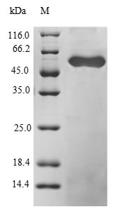 Human ZNF91 protein
