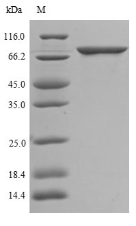 Human ABCG1 protein
