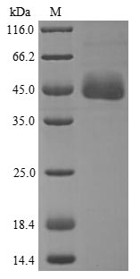 Human APOA4 protein
