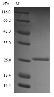 Human BMP2 protein
