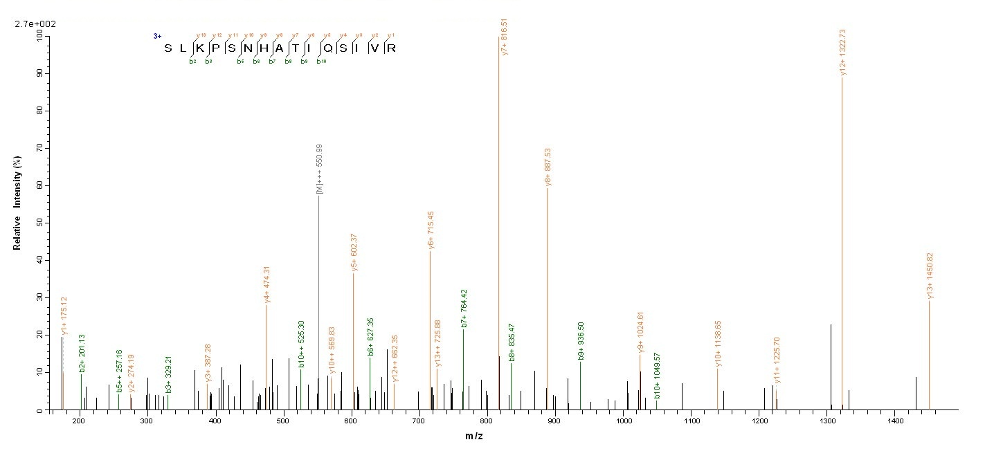 Human BMP3 protein