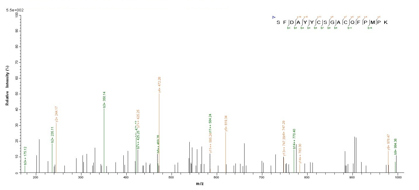 Human BMP3 protein