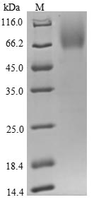 Human CD48 protein
