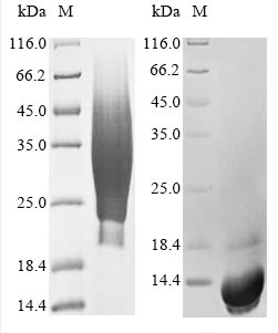 Human CD63 protein