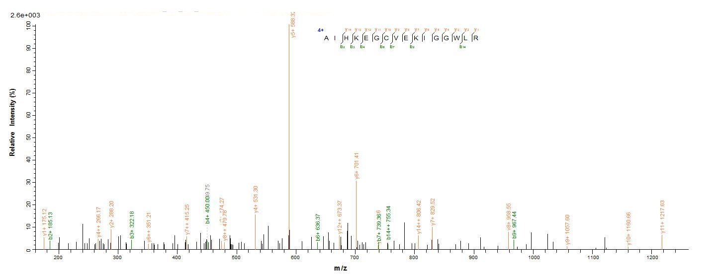 Human CD63 protein