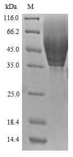 Human CD63 protein