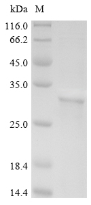 Human CDR1 protein