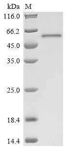 Virus cyp51 protein