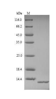 Virus ACB1 protein