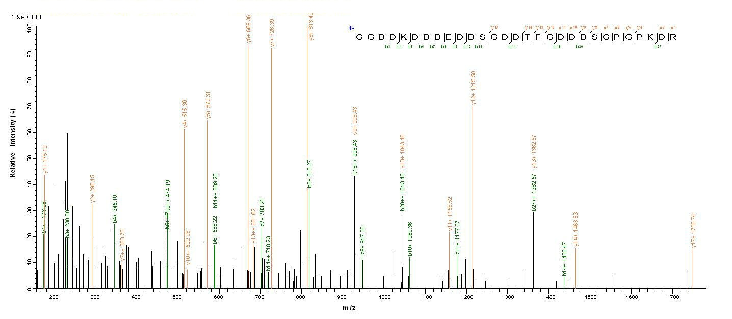 Human DMP1 protein