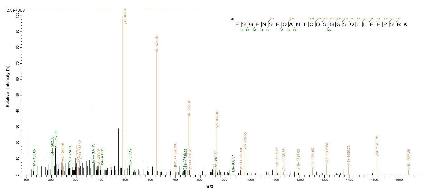 Human DMP1 protein