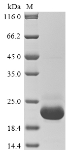 Zebrafish epo protein