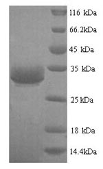 Human EZR protein
