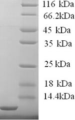 Human FCER1G protein