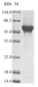 Bovine FDXR protein
