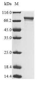 Human FRYL protein