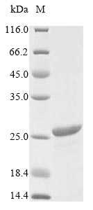 Virus ftnA protein