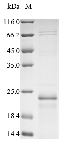 Mouse Gja1 protein