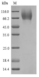 Rat Gucy2c protein