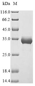 Rat Hmox1 protein
