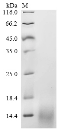 Human IAPP protein