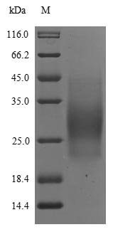 Human IL5 protein
