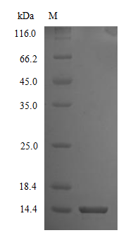 Human CD106 protein