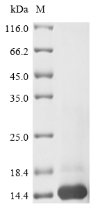 Human MIF protein