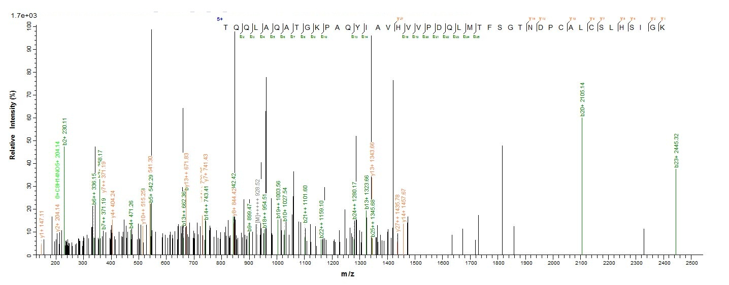 Mouse MIF protein