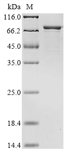 Rat Nefl protein