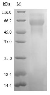 Rat Neo1 protein