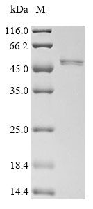 Mouse Neu1 protein