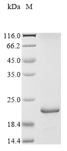 Virus YNK1 protein