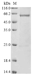 Human NPR3 protein