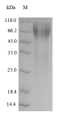 Human NR4A2 protein