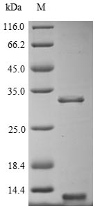 Human OLIG1 protein