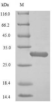 Human Oxytocin protein