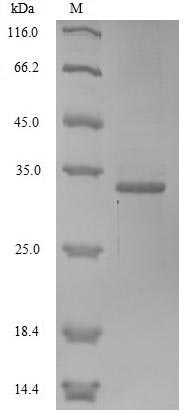 Reptile Pseudechis porphyriacus Basic phospholipase A2 pseudexin B chain protein