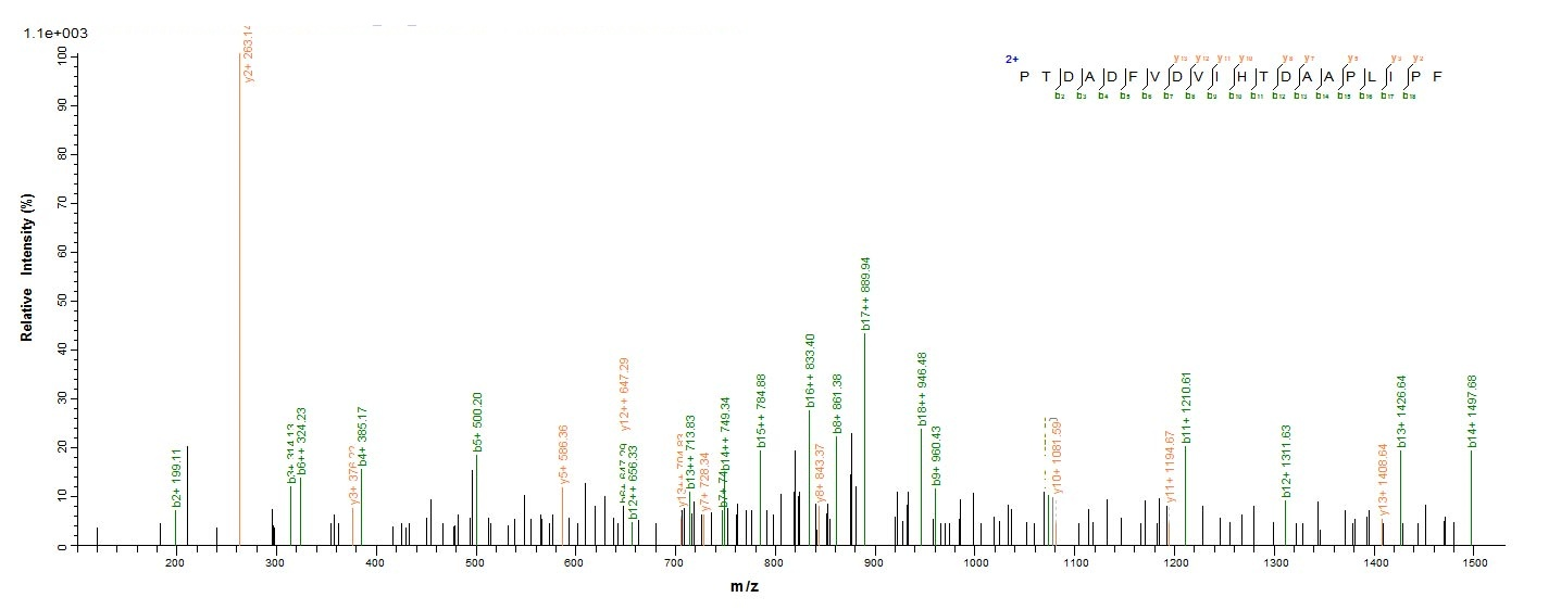 Canine PNLIPRP1 protein