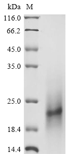 Human Prg4 protein