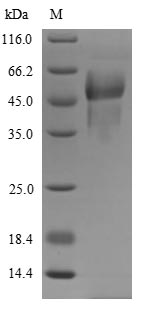 Rat Proc protein