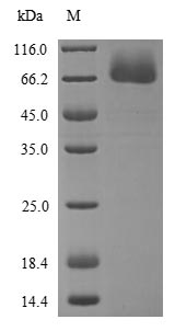 Human REL protein