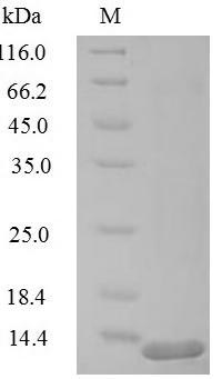 Human RFC1 protein