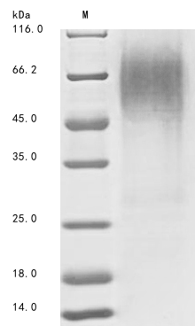 Porcine RHO protein