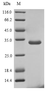 Human RNASE4 protein