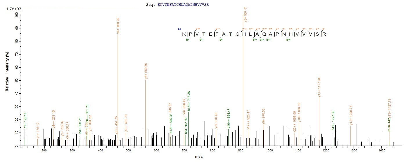 Rat Tissue factor protein