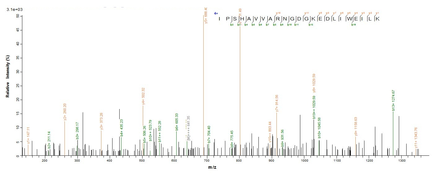 Rat Tissue factor protein